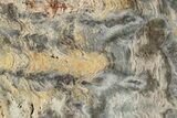Mesoproterozoic Stromatolite (Tungussia) Slab - Arizona #326181-1